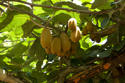 kiwi1.jpg