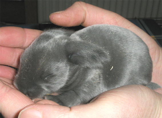voedingsschema baby 3 weken